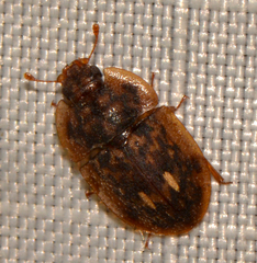 Lobiopa undulata