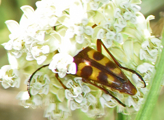 Typocerus confluens