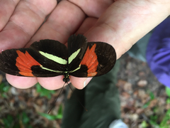 Heliconius erato phyllis
