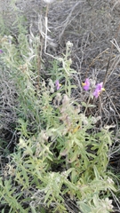 Chaenostoma caeruleum