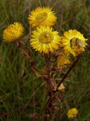 Helichrysum cooperi