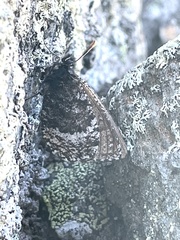 Oeneis melissa semidea