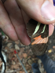 Heliconius erato phyllis