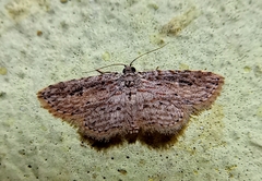 Sigela eoides
