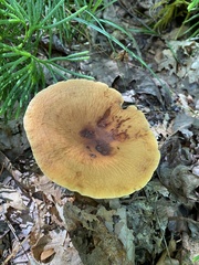 Lactifluus volemus