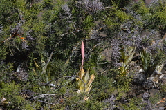 Tillandsia walteri