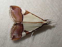Viettessa margaritalis