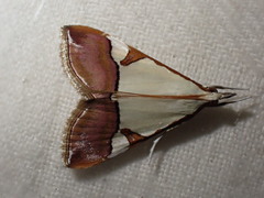 Viettessa margaritalis