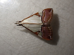 Viettessa margaritalis