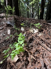 Campanula prenanthoides