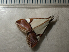 Viettessa margaritalis