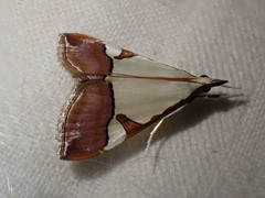 Viettessa margaritalis