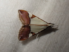 Viettessa margaritalis