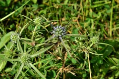 Eryngium caeruleum