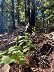 Campanula prenanthoides