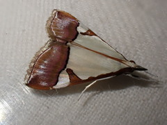 Viettessa margaritalis