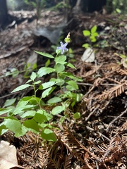 Campanula prenanthoides