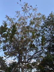 Pterodon emarginatus