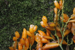 Stromanthe jacquinii