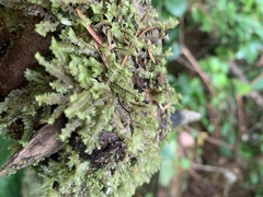 Macrodiplophyllum rubrum