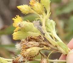 Cisthene liberomacula