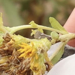 Cisthene liberomacula