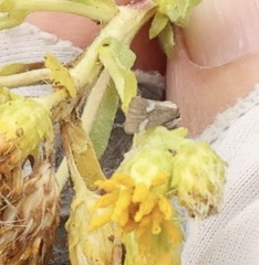 Cisthene liberomacula