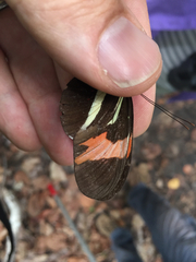 Heliconius erato phyllis