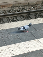 Columba livia domestica