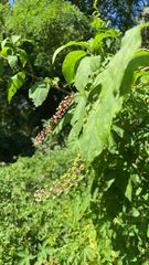 Phytolacca americana