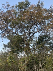 Pterodon emarginatus