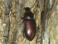Neatus tenebrioides