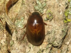 Cymbiodyta bifidus