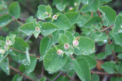 Lonicera iberica