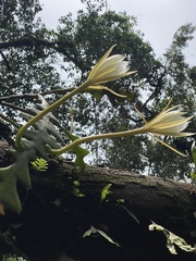Disocactus anguliger