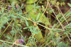 Medicago lessingii