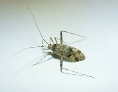 Phytocoris longipennis