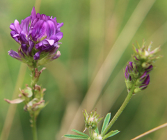 Medicago lessingii