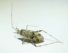 Phytocoris longipennis