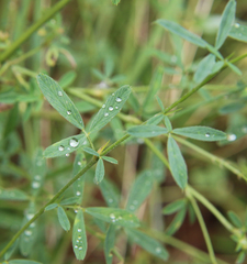 Medicago lessingii