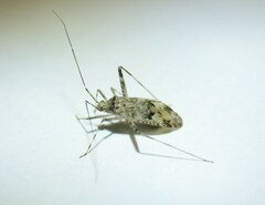 Phytocoris longipennis