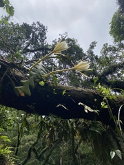 Disocactus anguliger