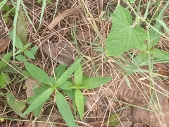 Varanus exanthematicus