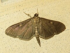 Herpetogramma sphingealis