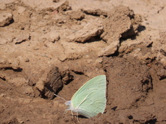 Catopsilia florella