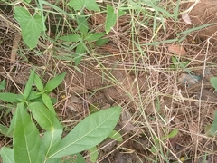 Varanus exanthematicus