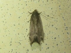Perimede ricina