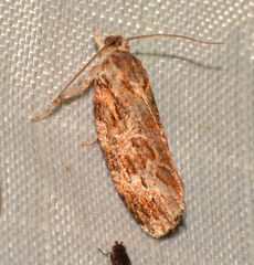 Phaecasiophora confixana