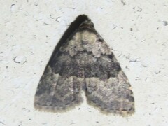 Dyspyralis illocata