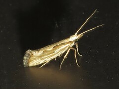 Plutella porrectella
